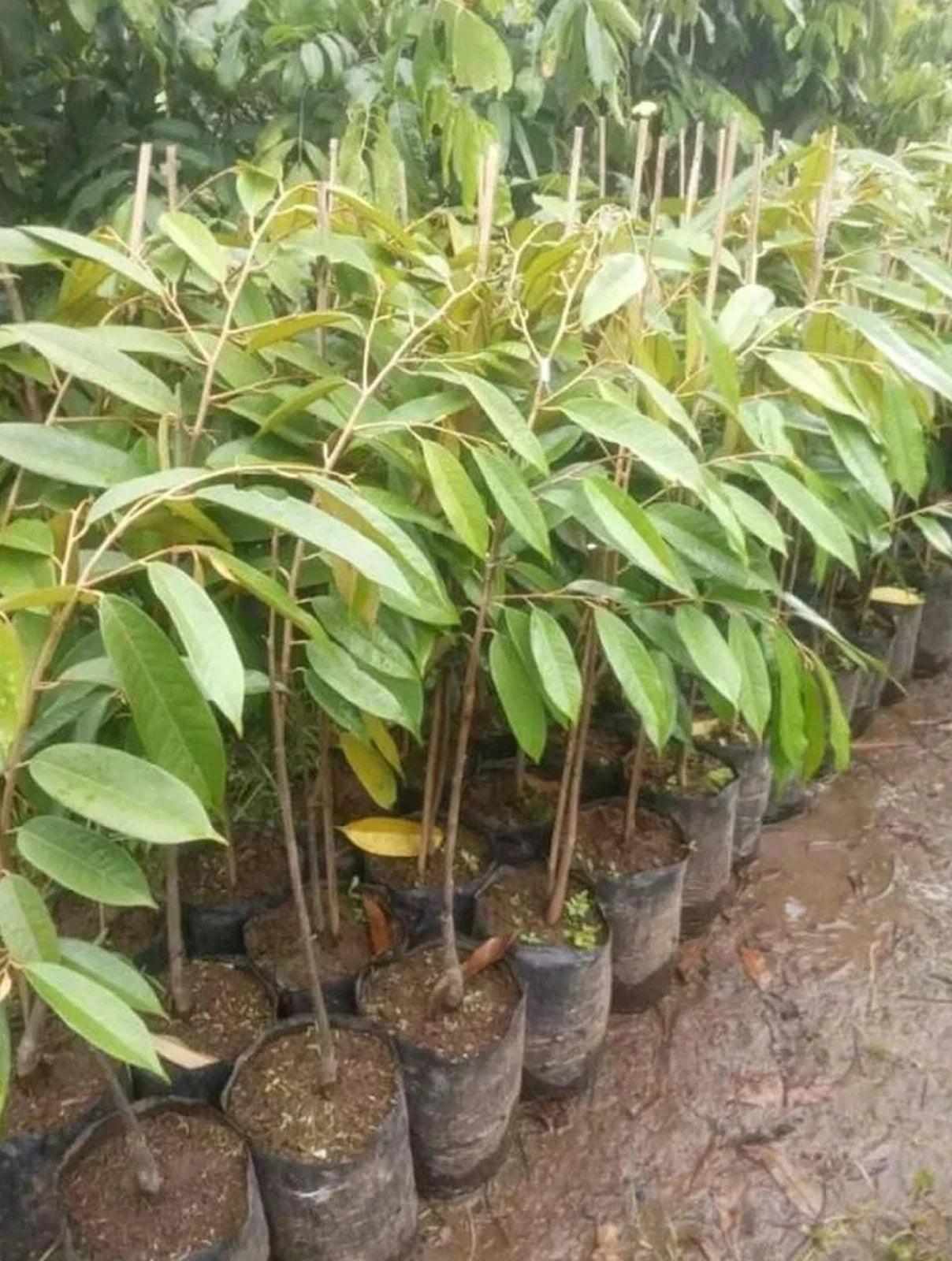 Durian 'Gundul' (Thornless) - Premium Grafted Rare Fruit Tree