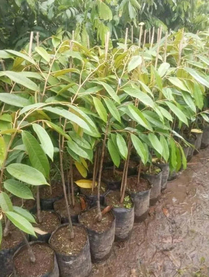 Durian 'Gundul' (Thornless) - Premium Grafted Rare Fruit Tree