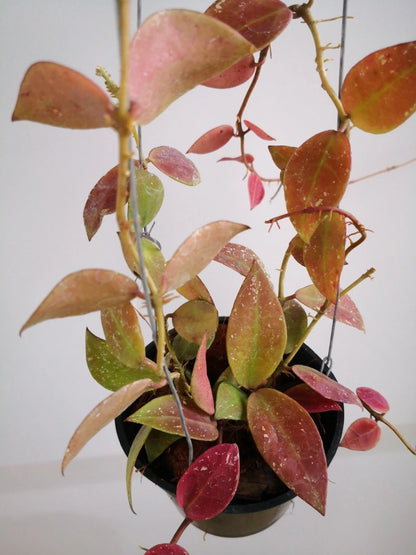Hoya Walliniana Red Leaves Live Plant – Premium Certified Rare Tropical Indoor Outdoor Wax Plant Specimen for Planting