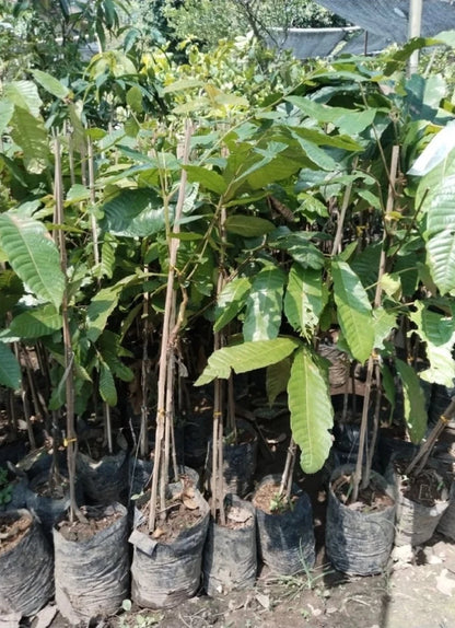 Matoa (Pometia pinnata) - Premium Grafted Rare Tropical Fruit Tree