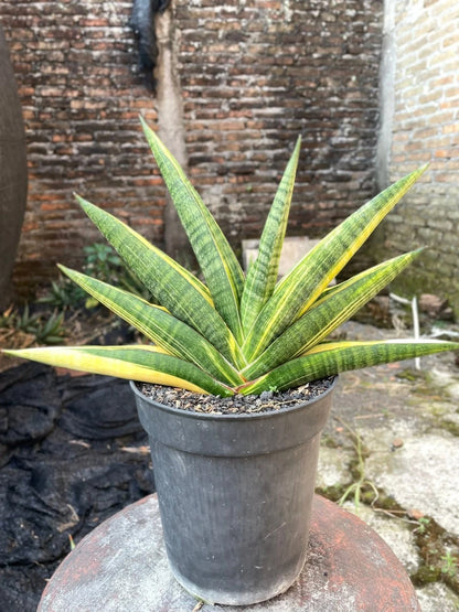 Sansevieria 'Marsha Anjani' Variegated - Rare Architectural Collector's Specimen