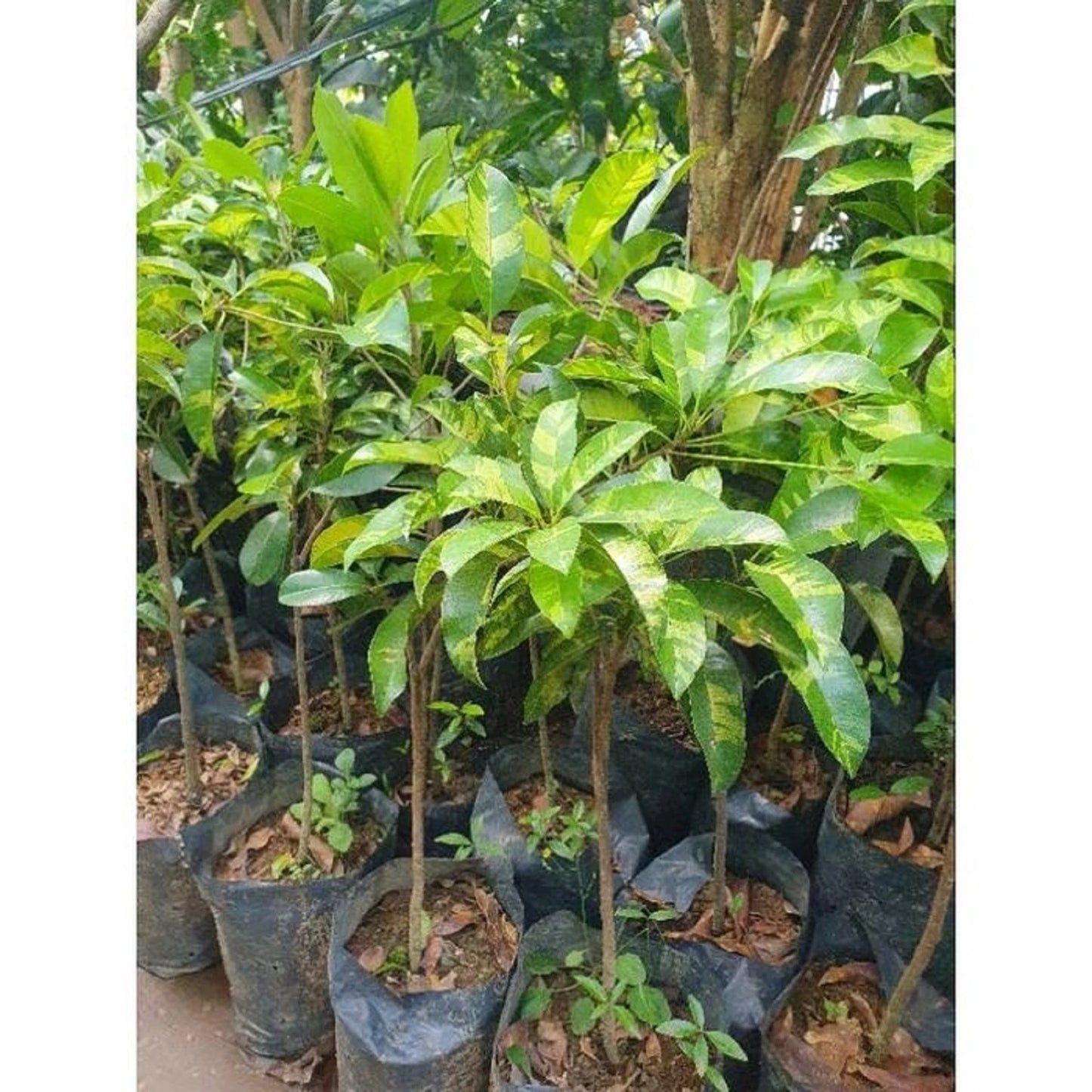 Rare Variegated Sapodilla (Manilkara zapota) - Premium Grafted Exotic Fruit Tree