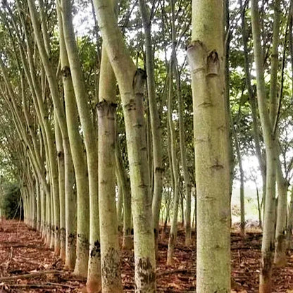 Balsa Tree Seeds (Ochroma pyramidale / 100+ Fast-Growing Lightweight Hardwood Timber Seeds) – Premium Exotic Botanical Specimen Plant Seeds for Planting