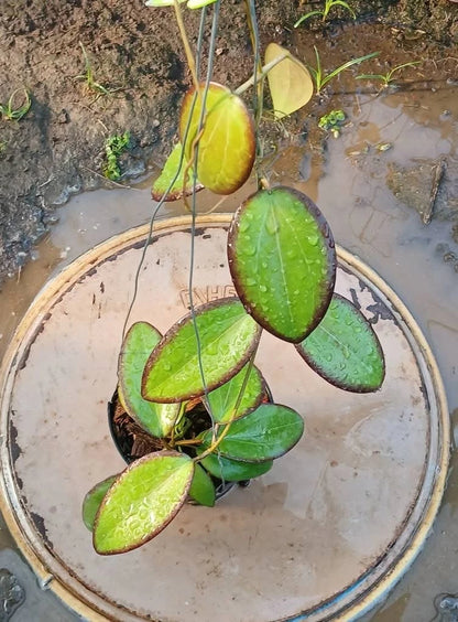 Hoya Cinnamomifolia × Glabra sp Sumatra Rare Wax Plant | Tropical Indoor Outdoor Hoya | Collector Houseplant