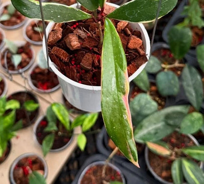 Hoya Pubicalyx Albomarginata (Wax Plant) – Rare Epiphytic Tropical Vine with Variegated Margins for Indoor & Outdoor Display