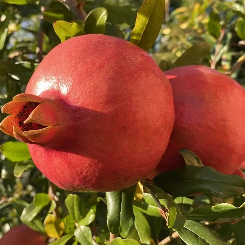 Premium Pomegranate Seeds var. Akko (Punica granatum 'Akko') – Early Harvest Sweet Fruit Seeds for Planting (100 Pcs)