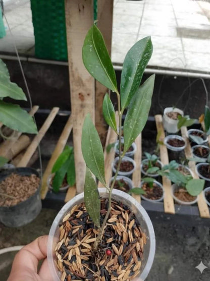 Rare Hoya Amicabilis Live Plant - Premium Exotic Tropical Fragrant Wax Plant Collector Specimen