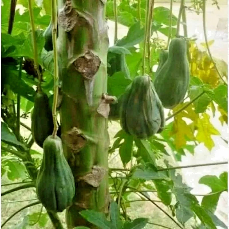 Hanging Gantung Papaya Seeds (Carica papaya / 150+ Premium Cascading Tropical Fruit Seeds) – Premium Exotic Botanical Specimen Plant Seeds for Planting