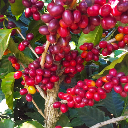 Ruiru 11 Coffee Seeds (Coffea arabica var. Ruiru 11) – Premium Certified Disease-Resistant Kenyan Specialty Coffee Bean Seeds for Planting (120 Pcs)