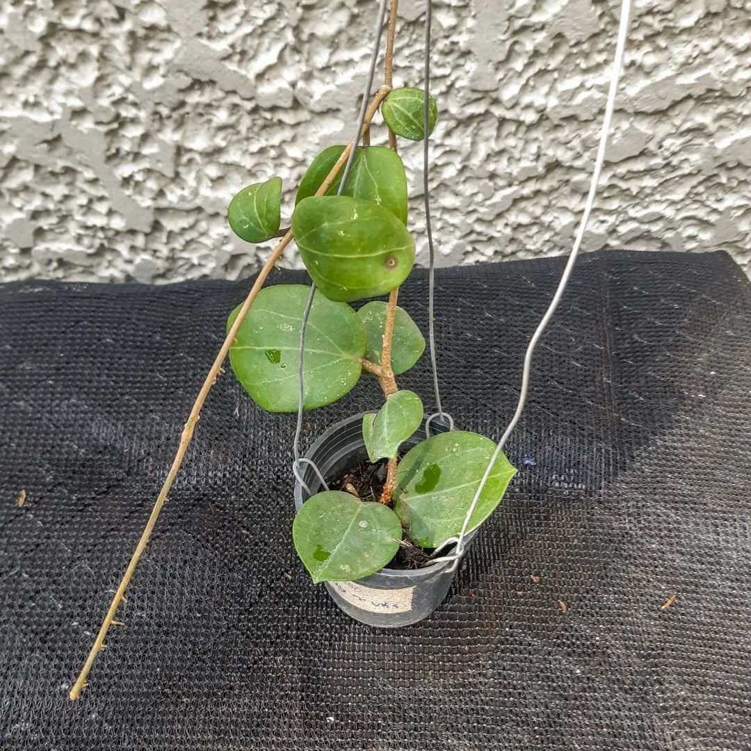 Rare Hoya cv. Citrina - Premium Fragrant Lime-Green Exotic Tropical Wax Plant