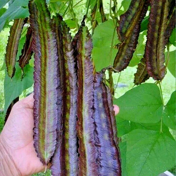 Purple Winged Bean Seeds (Psophocarpus tetragonolobus) – 350+ Bulk Premium Purple Asparagus Pea Seeds