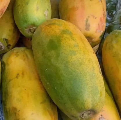 California Papaya Seeds (Carica papaya 'California') – 150+ Premium Fresh Sweet Uniform California Papaya Seeds
