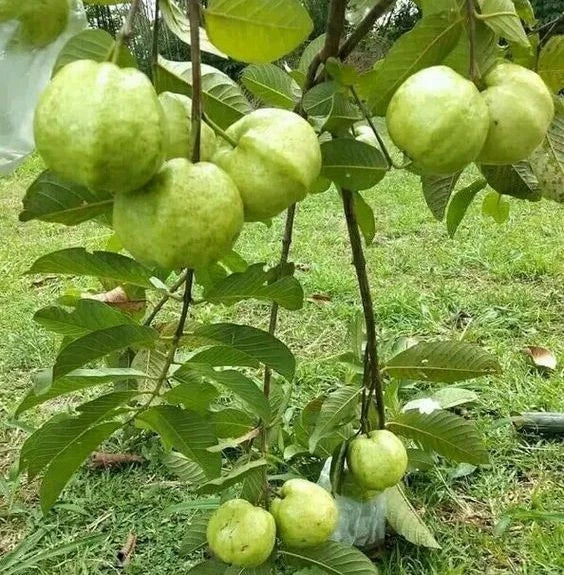 Red Crystal Guava Seeds (Psidium guajava) – Premium Certified Tropical Fruit Tree Seeds for Planting