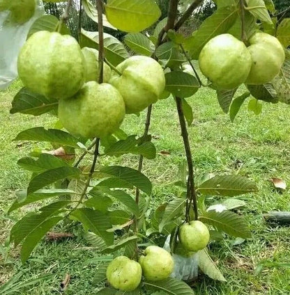 Red Crystal Guava Seeds (Psidium guajava) – Premium Certified Tropical Fruit Tree Seeds for Planting