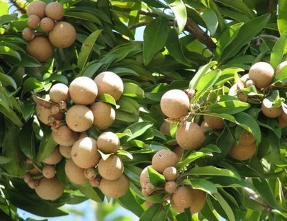 Sweet JNS Sapodilla (Chikoo) - Exotic Tropical Fruit Sapling