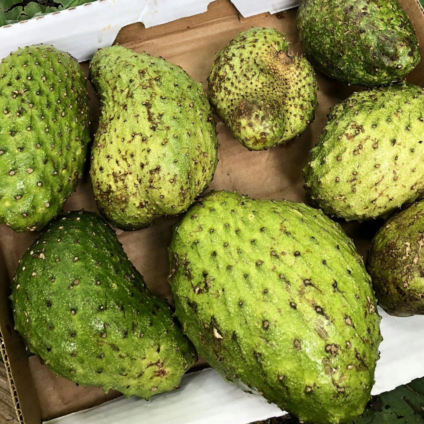 Premium Criolla Blanca Soursop Seeds (Annona muricata) – Sweet Exotic Guanabana Fruit Seeds for Planting