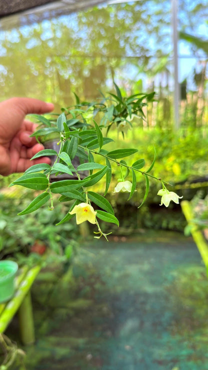 Hoya Oligantha Live Plant - Rare Tropical Wax Plant