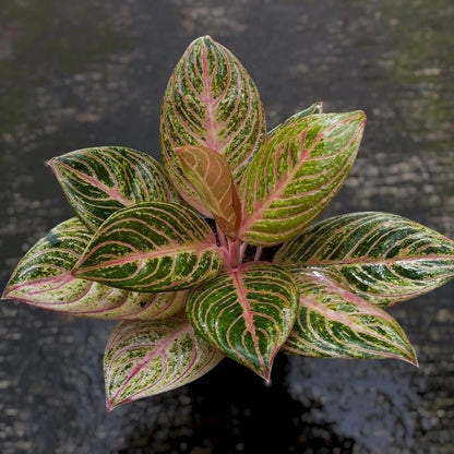 Aglaonema Maeswara - Rare & Elegant Tropical Houseplant