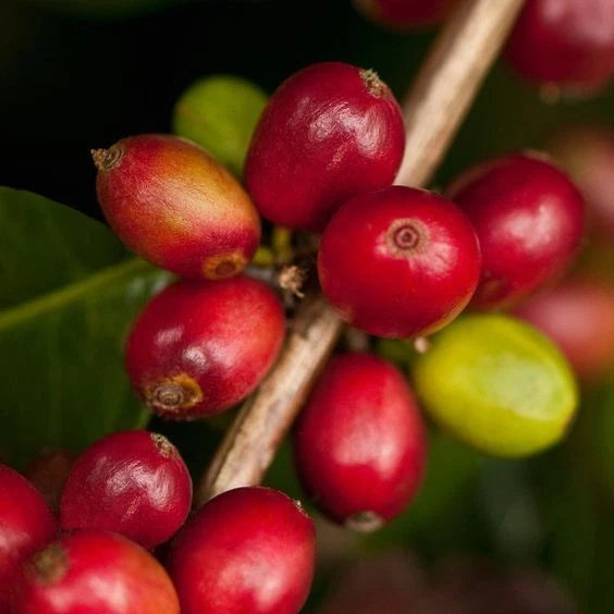 Java Ijen Coffee Seeds (Coffea arabica var. Java Ijen / Indonesian Highland Specialty) – Premium Volcanic Origin Specialty Coffee Plant Seeds for Planting