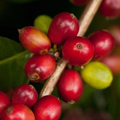 Java Ijen Coffee Seeds (Coffea arabica var. Java Ijen / Indonesian Highland Specialty) – Premium Volcanic Origin Specialty Coffee Plant Seeds for Planting