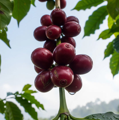 Arabica Coffee Seeds (120+ Bulk Seeds, Coffea arabica) – Premium Heirloom Specialty Coffee Plant Seeds for Planting