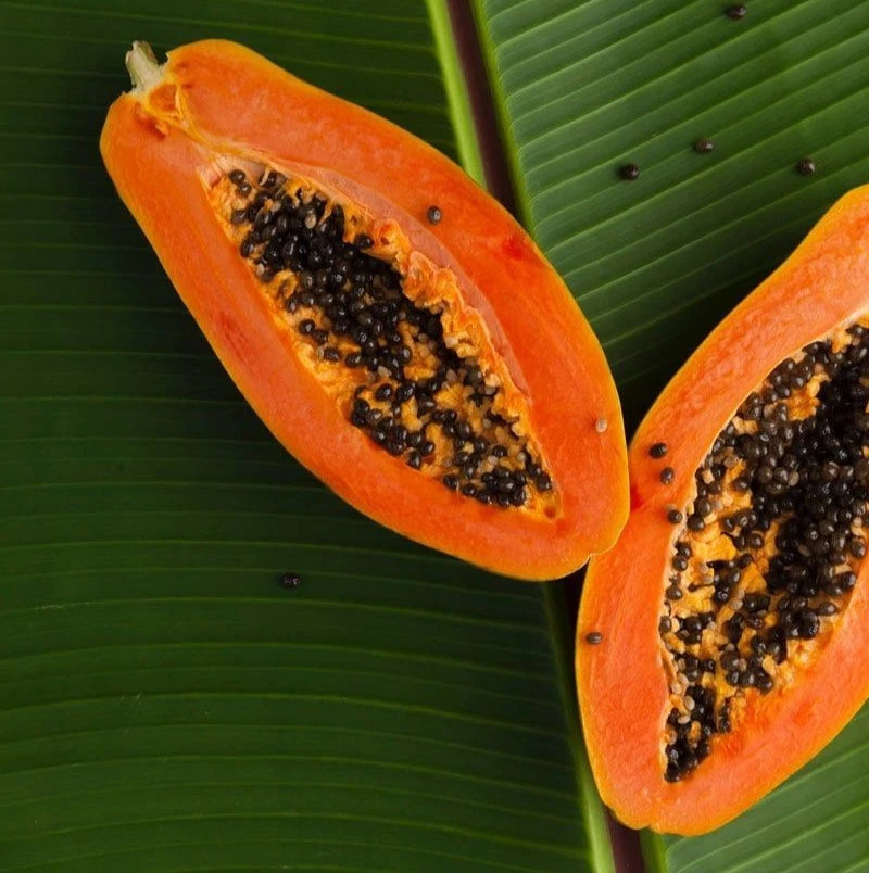 Bulk Red Maradona Papaya Seeds (Carica papaya 'Red Maradona') – 150+ Premium Fresh Rare Sweet Red Maradona Papaya Seeds for Planting