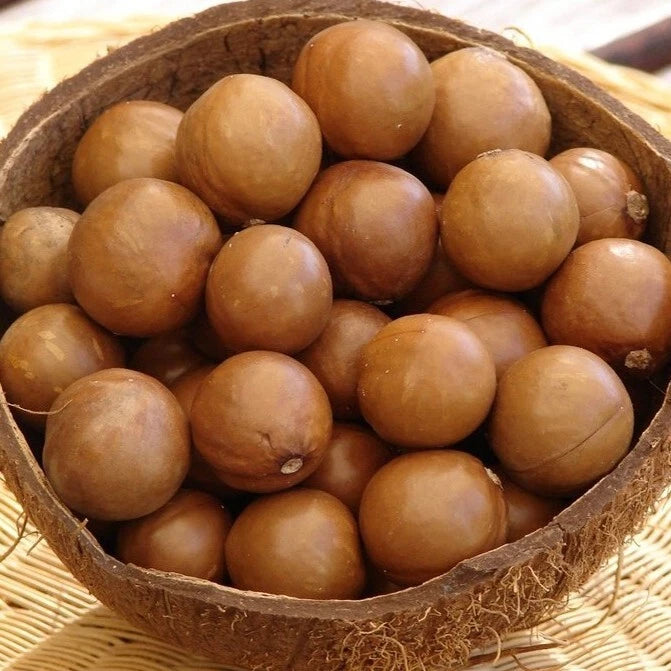 Macadamia Nut (Macadamia integrifolia var. Macadamia) – 20+ Premium Seeds