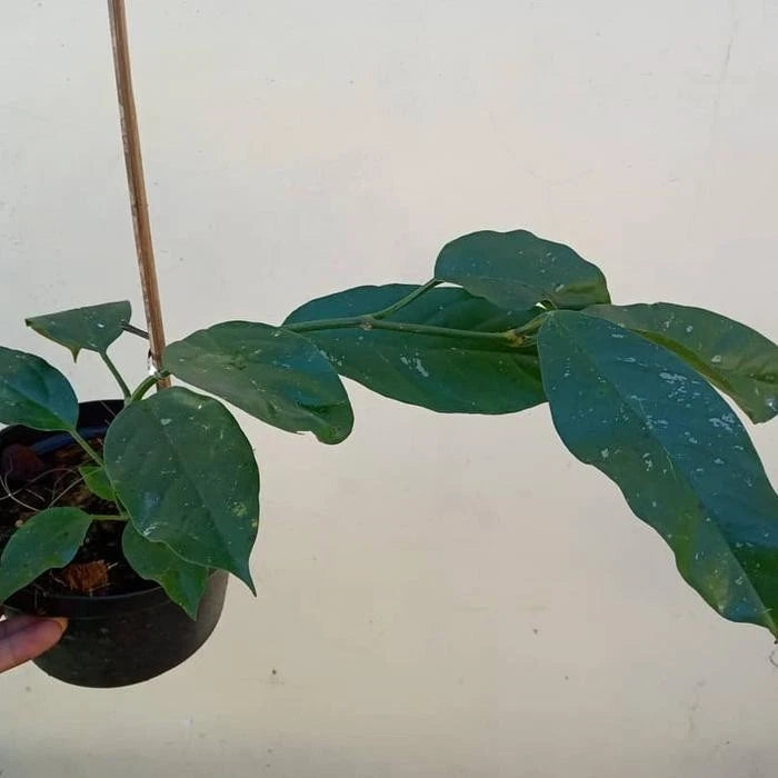 Hoya Lasiantha Sp. Borneo Seeds (Rare Bornean Tropical Wax Plant Seeds) – Premium Exotic Botanical Specimen Plant Seeds for Planting
