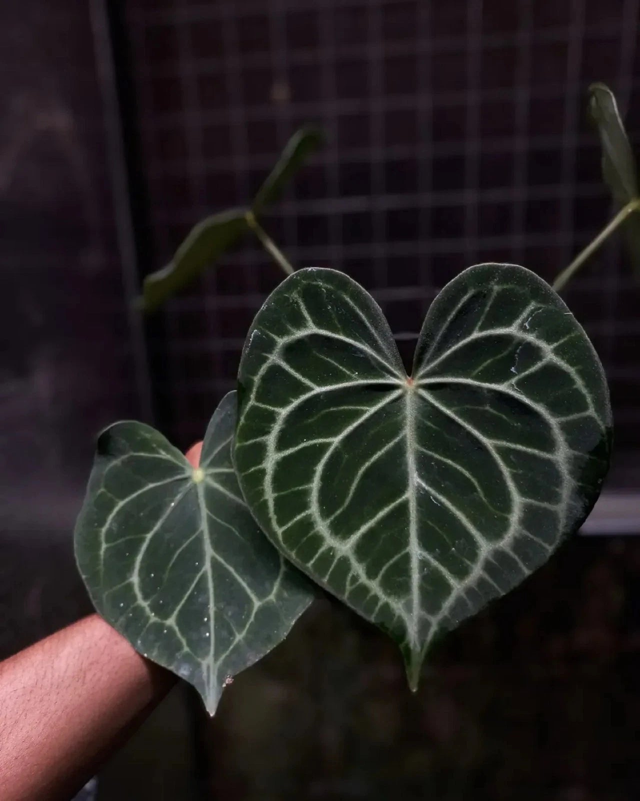 Anthurium matudae - Rare Original Tropical Aroid