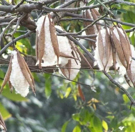 Kapok Cotton Tree Seeds (100+ Seeds, Ceiba pentandra) – Bulk Silk Cotton Tree / Tropical Floss Tree Seeds for Planting