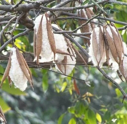 Kapok Cotton Tree Seeds (100+ Seeds, Ceiba pentandra) – Bulk Silk Cotton Tree / Tropical Floss Tree Seeds for Planting