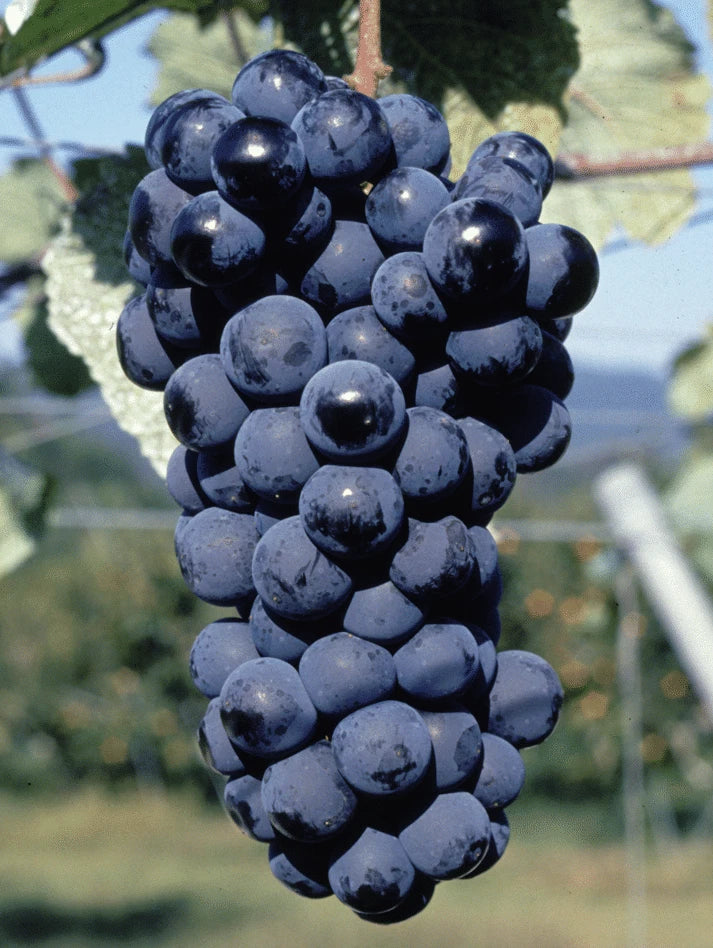 Muscat Bailey A Grape Seeds (Vitis vinifera) – 100 Premium Wine & Table Grape Seeds