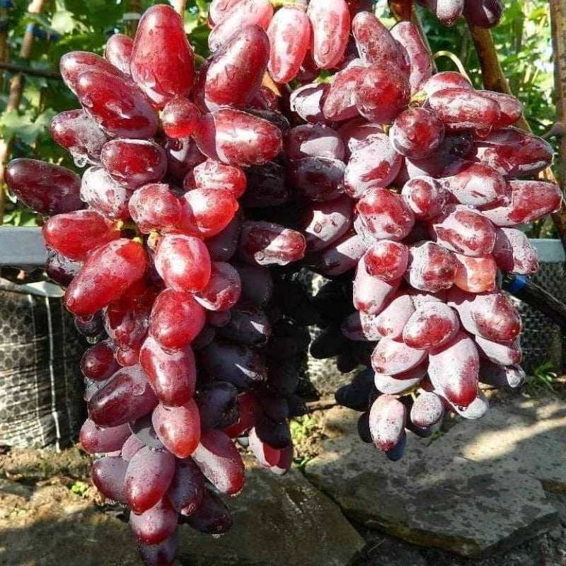Baikonur Grape Seeds 100+ pcs (Vitis vinifera 'Baikonur') – Premium Certified Table Grape Vine Plant Seeds for Planting