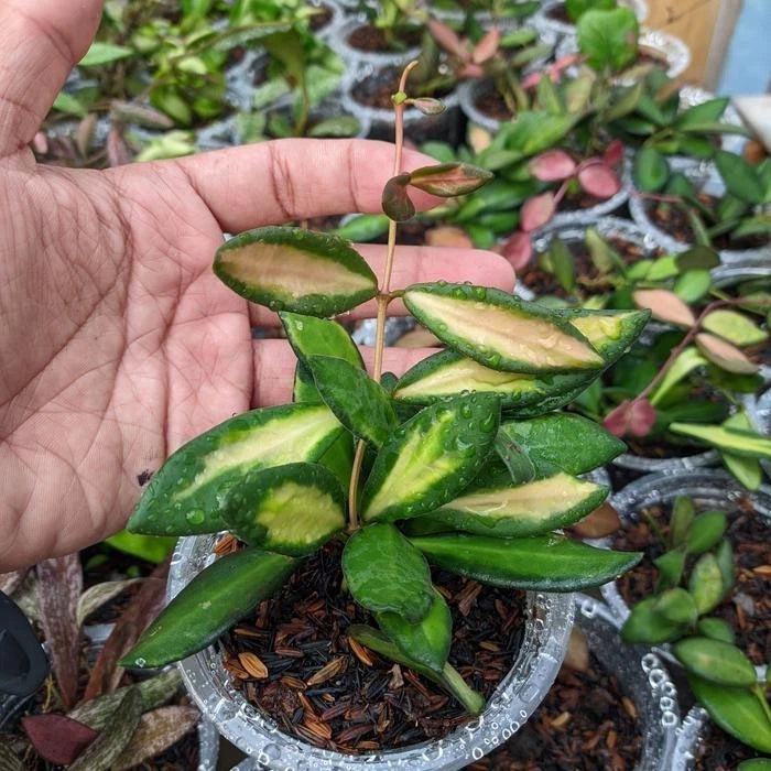 Premium Hoya aff. burtoniae Variegated Live Plant – Ultra-Rare High-Contrast Tricolor Indonesian Wax Plant