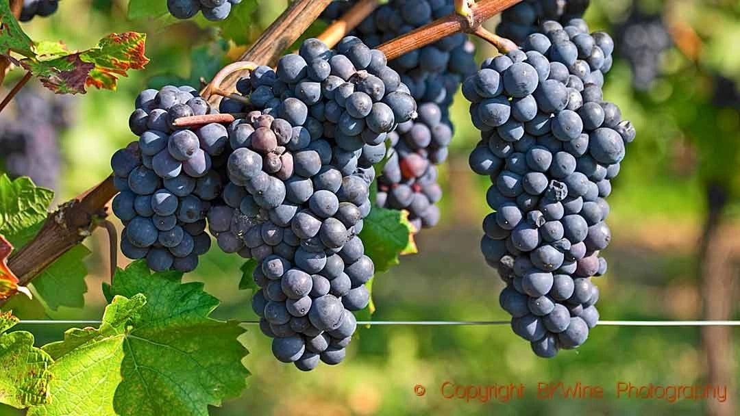 Pinot Noir Grape Seeds (Vitis vinifera) – Premium Certified High-Yield Classic Wine and Table Grape Vine Plant Seeds for Planting (100 Pcs)