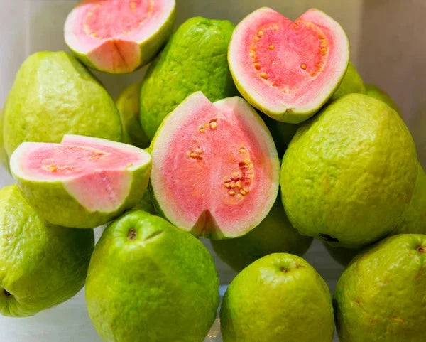 Superior Red Guava Seeds (Psidium guajava) – Premium Certified Tropical Fruit Tree Seeds for Planting