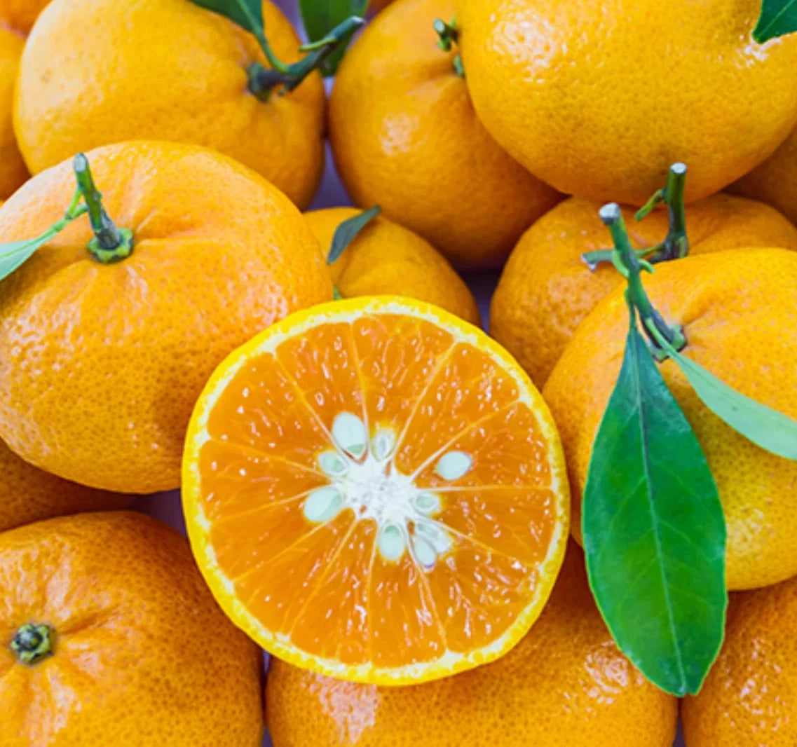 Trovita Orange Seeds (Citrus sinensis / 100+ Premium Sweet Citrus Fruit Seeds) – Premium Exotic Botanical Specimen Plant Seeds for Planting