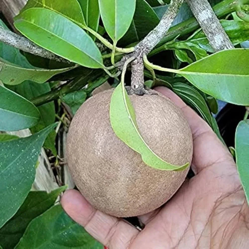 Premium 'Cricket Ball' Sapodilla Seeds (Manilkara zapota) – Elite Round-Type Tropical Heirloom Seeds (35 Count)