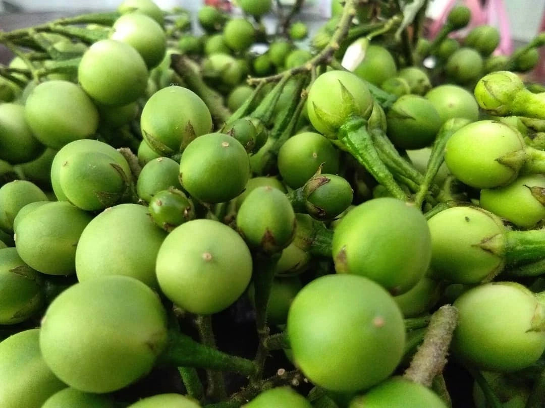 5,000+ Small Mini Eggplant Seeds (Solanum torvum) Takokak Pea Eggplant – Premium Certified Heirloom Wild Fruiting Vegetable Seeds for Planting