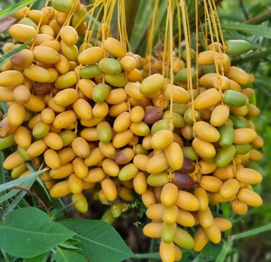 Medjool Date Palm Seeds (Phoenix dactylifera 'Medjool') – 35 pcs Premium Fresh Rare King of Dates Seeds for Planting