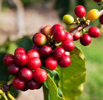 Hybrid Timor Coffee Seeds (Coffea sp. / 120+ Premium Natural Arabica-Robusta Hybrid Coffee Bean Seeds) – Premium Botanical Specimen Plant Seeds for Planting
