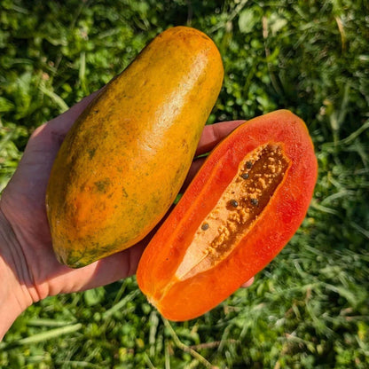 Red Cibinong Papaya Seeds (Carica papaya 'Red Cibinong') – 150 Premium Fresh Sweet Indonesian Red Pawpaw Seeds