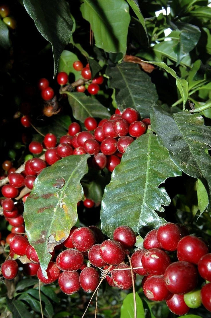 Ismaili Coffee Seeds (Coffea arabica 'Ismaili') – Premium Certified High-Yield Yemeni Gourmet Coffee Bean Plant Seeds for Planting (120 Pcs)