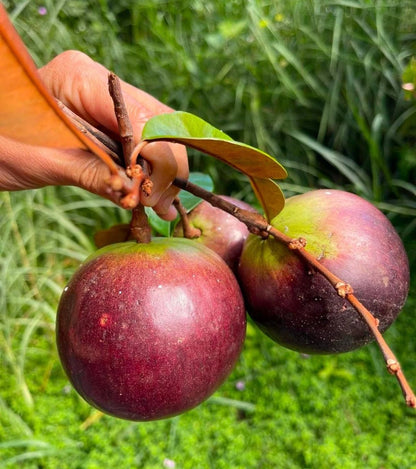 Purple Star Apple Seeds (Chrysophyllum cainito) – 500+ Bulk Premium Exotic Fruit Seeds