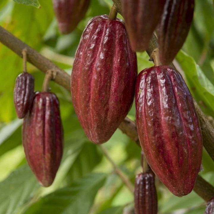 Red Cocoa Cacao Chocolate Seedss (Theobroma cacao) 40+ Seedss
