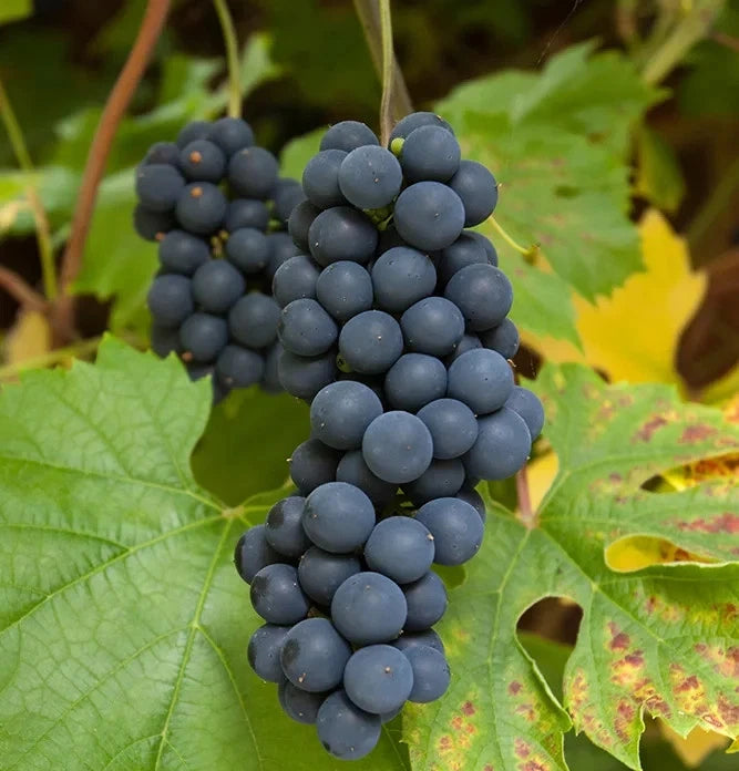 Black Muscat Grape Seeds (Vitis vinifera / 100+ Premium Aromatic Dessert & Wine Grape Seeds) – Premium Exotic Botanical Specimen Plant Seeds for Planting