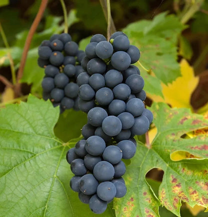 Black Muscat Grape Seeds (Vitis vinifera / 100+ Premium Aromatic Dessert & Wine Grape Seeds) – Premium Exotic Botanical Specimen Plant Seeds for Planting