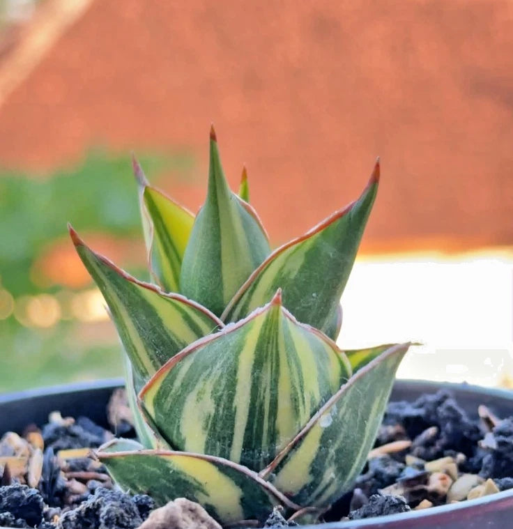 Sansevieria 'Tower' Variegated - Rare Architectural Specimen