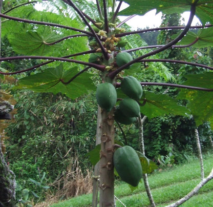 Wulung Papaya Seeds (Carica papaya) – 150+ Premium Rare Purple Wulung Papaya Seeds