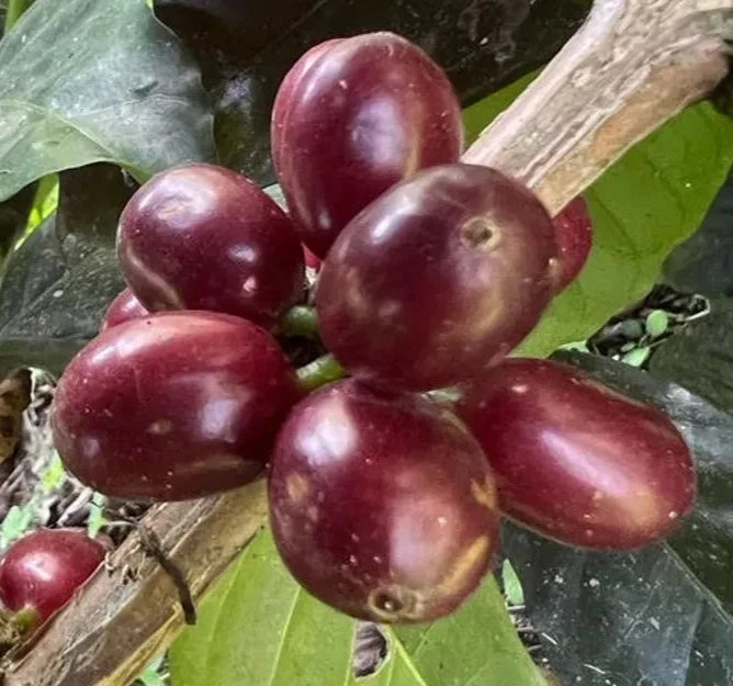 Sidra Purple Coffee Seeds (Coffea arabica var. Sidra) – Certified Heirloom Specialty Coffee Beans for Planting